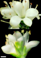 Veronica salicornioides. Flowers. Scale = 1 mm.
 Image: P.J.Garnock-Jones/W.M. Malcolm © P.J. Garnock-Jones/Te Papa CC-BY-NC 3.0 NZ